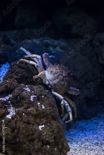 Maja squinado or Maia squinado is a species of crustacean decapod of the Brachyura infraorder  known in Spanish as crab  crab or European crab. It is a large migratory crab.