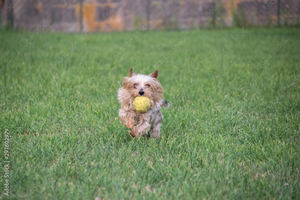 yorkshire terrier running with a ball in his mouth