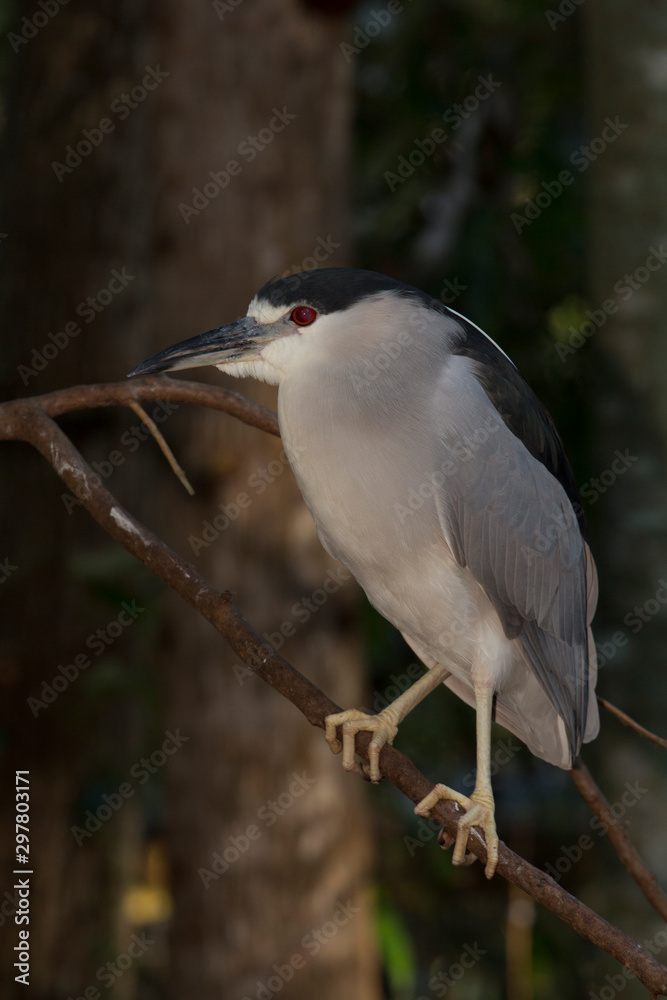 Black-crowned night heron (Nycticorax nycticorax) Black-crowned night heron (Nycticorax nycticorax)