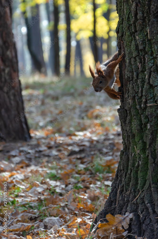 Curious cute squirrel on the tree in the autumn park. Close-up