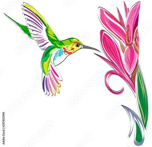 Hummingbird. Vector illustration of exotic flying Colibri Bird with flower isolated on white background