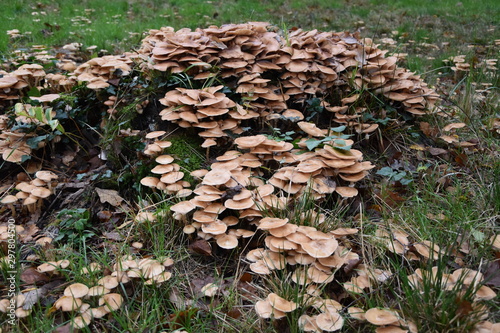 Pilze im Park