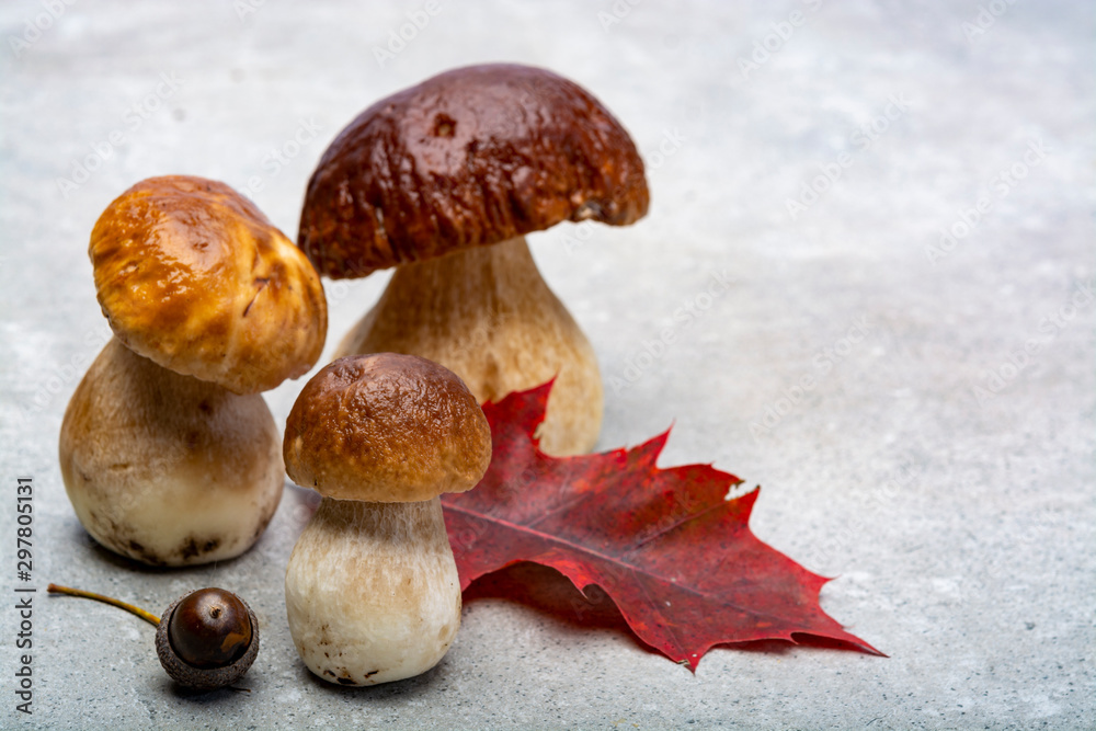 Fresh raw edible forest mushrooms Boletus Edulis or porcini fungus, tasty vegetarian food Fresh raw edible forest mushrooms Boletus Edulis or porcini fungus, tasty vegetarian food