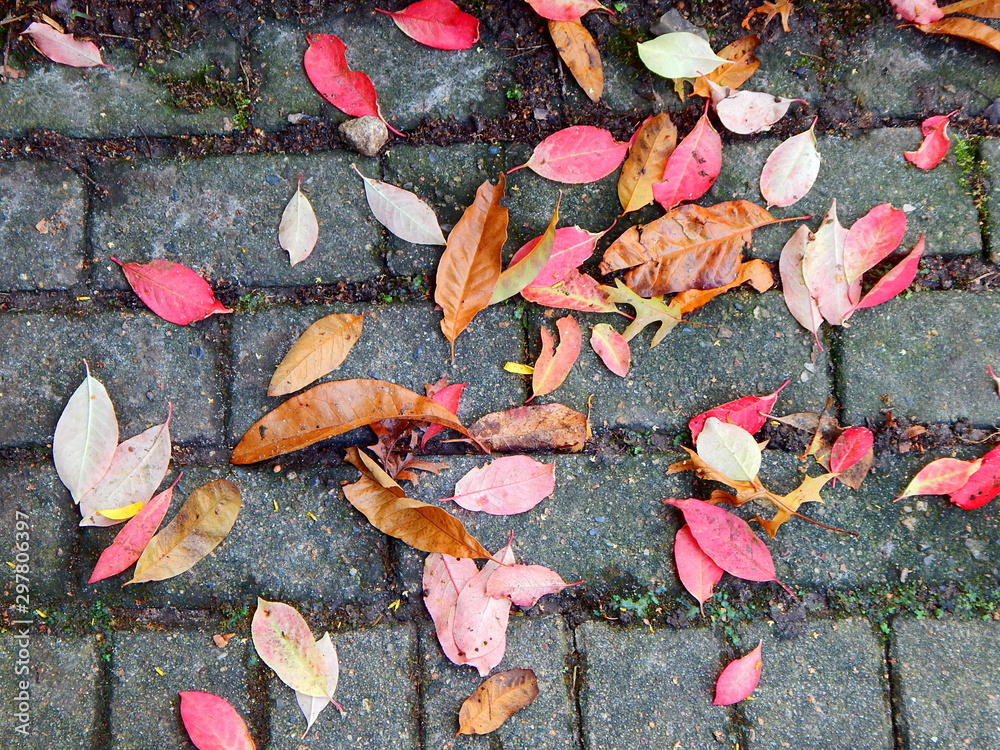 Colorful autumn leaves on the sidewalk as background with copy space Colorful autumn leaves on the sidewalk as background with copy space
