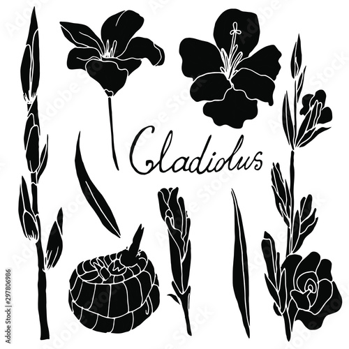 Silhouette of a gladiolus on a white background. Collection of logos. Set of decorative elements.
