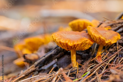 Close-up Common Rustgill Mushrooms in a Pine Forest Plantation in Tokai Forest Cape Town