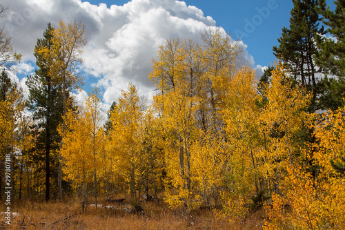 Autumn aspen trees along Battle Pass Scenic Byway in Wyoming