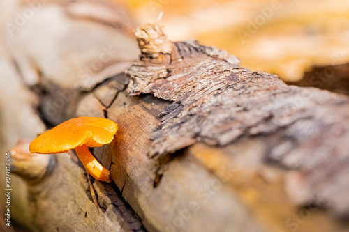 Close-up Common Rustgill Mushrooms in a Pine Forest Plantation in Tokai Forest Cape Town photo