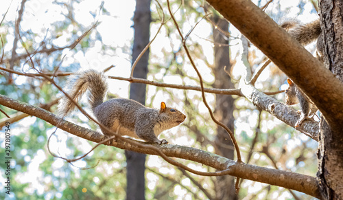 Grey Squirrel on a branch in a Pine Forest Plantation in Cape Town