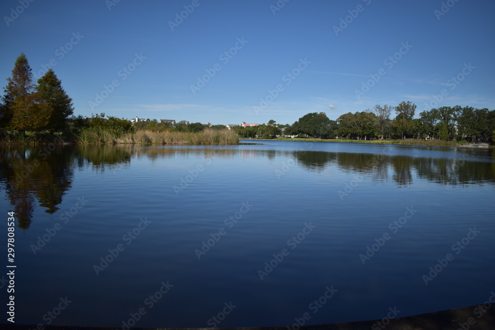 trees reflecting not the lake. 