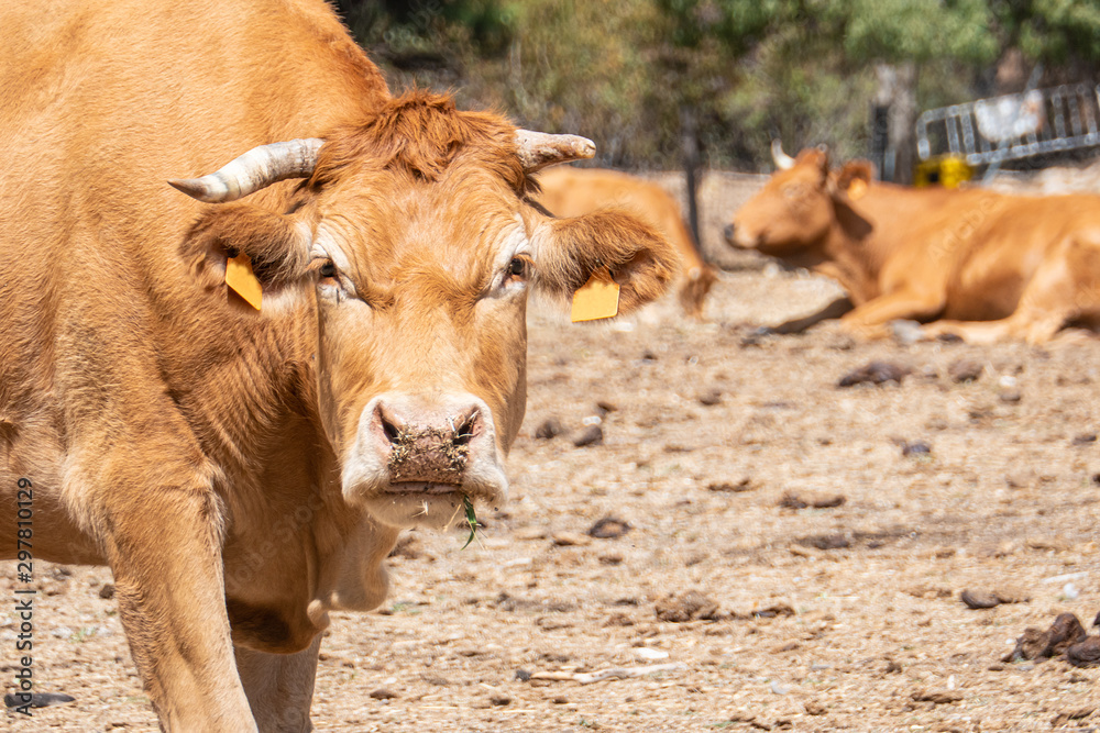 Fototapeta premium Brown cow looking angry looking at camera in sierra de guadarrama, madrid, spain.