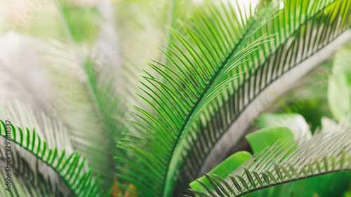 Background with tropical plants leaves. Green natural backdrop. Close up photo with copy space. Photo 16 9