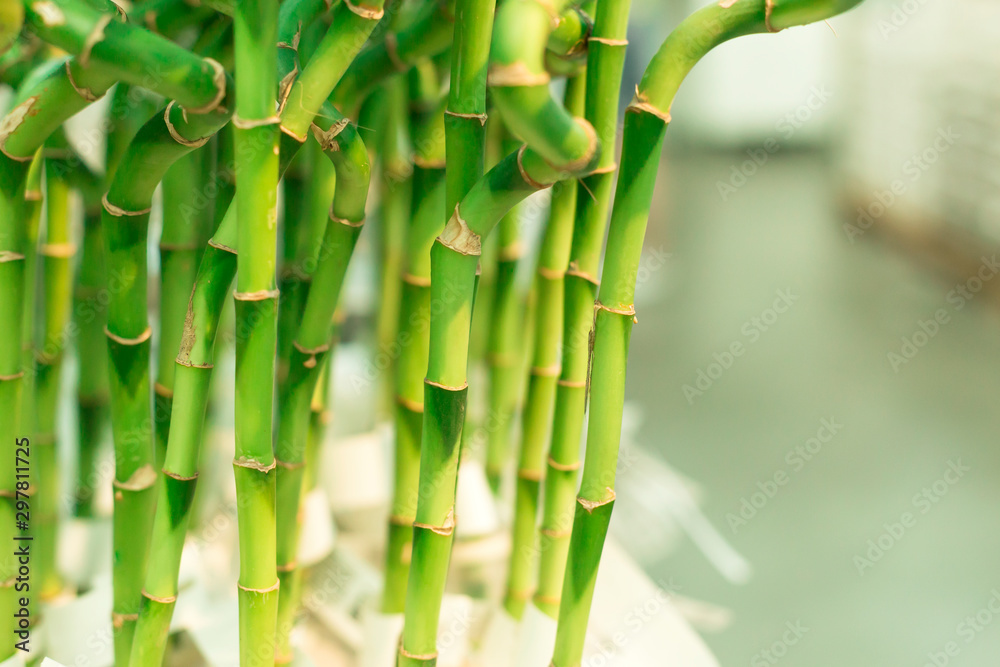Obraz premium Dracaena sanderiana - flowering plant in the family Asparagaceae. Also known as lucky bamboo. Popular indoor plant with green spiral stem.