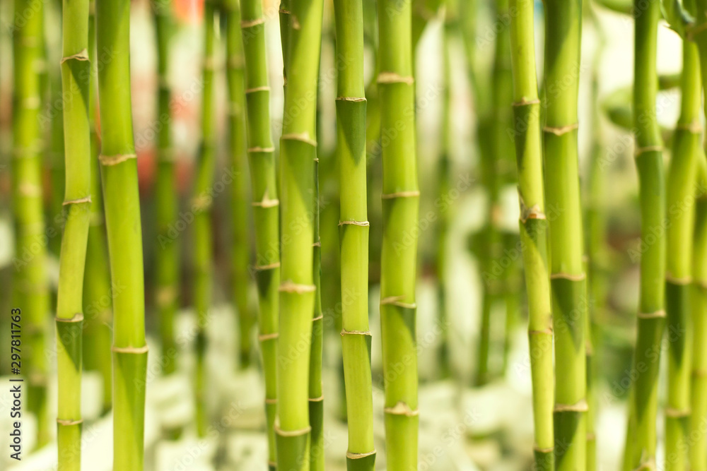 Green bamboo texture background. Closeup photo with selective focus. Vertical bamboo stalks. Green bamboo texture background. Closeup photo with selective focus. Vertical bamboo stalks.