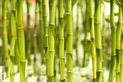 Green bamboo texture background. Closeup photo with selective focus. Vertical bamboo stalks.
