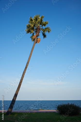 A coconut palm tree on blue sky background photo