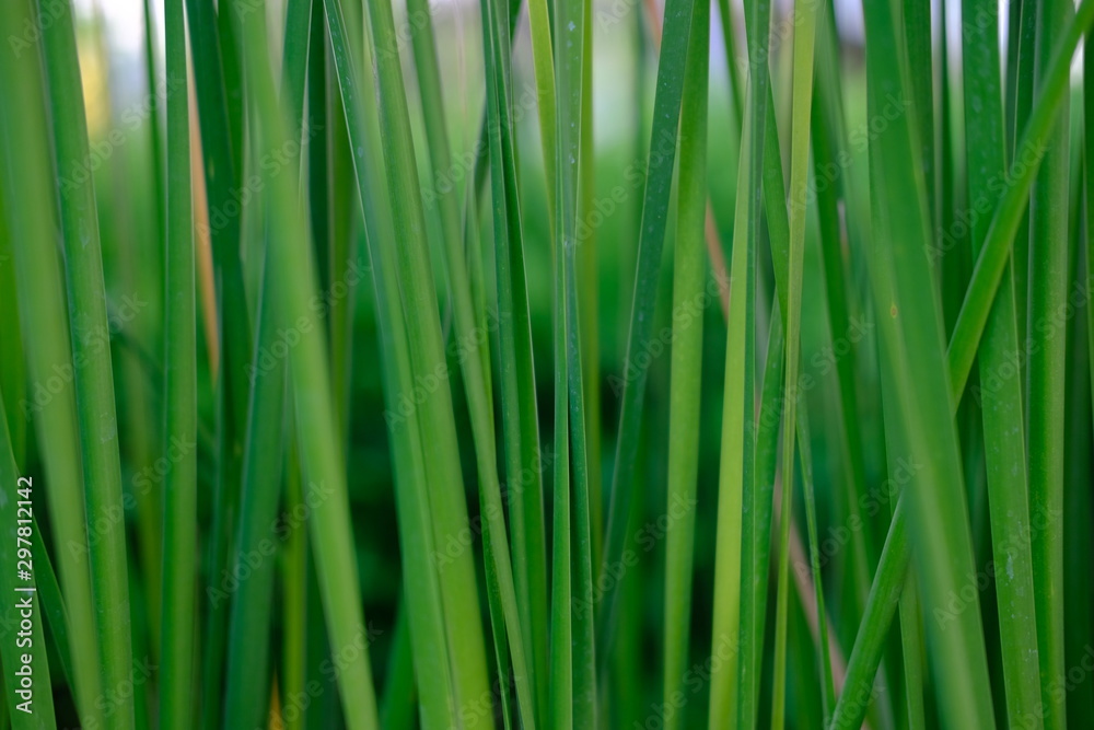 background of green grass background of green grass