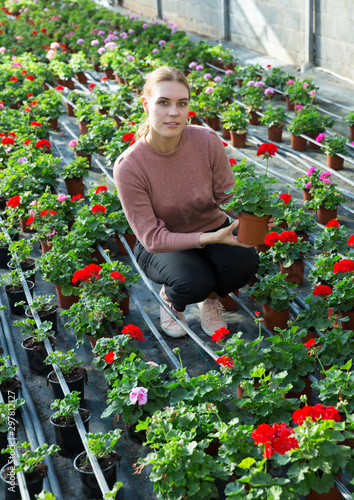 Worker controlling quality of geranium flowers