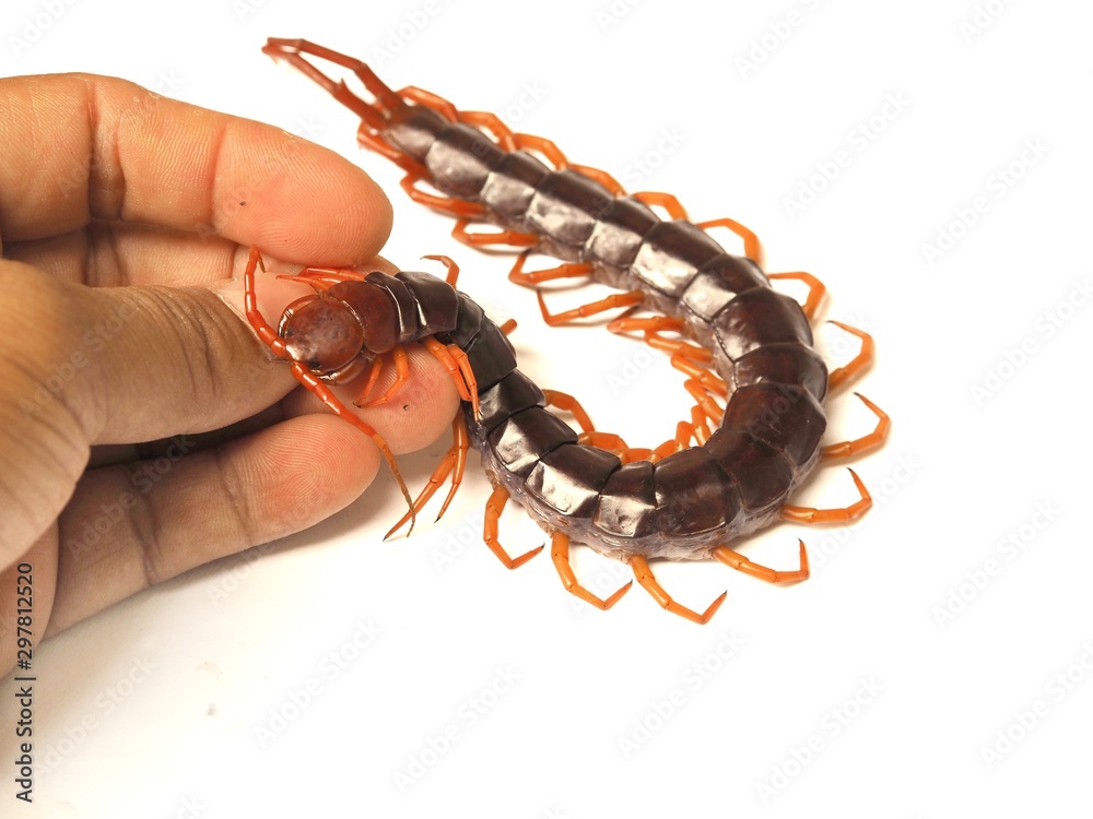 Fototapeta premium scorpion on white background
