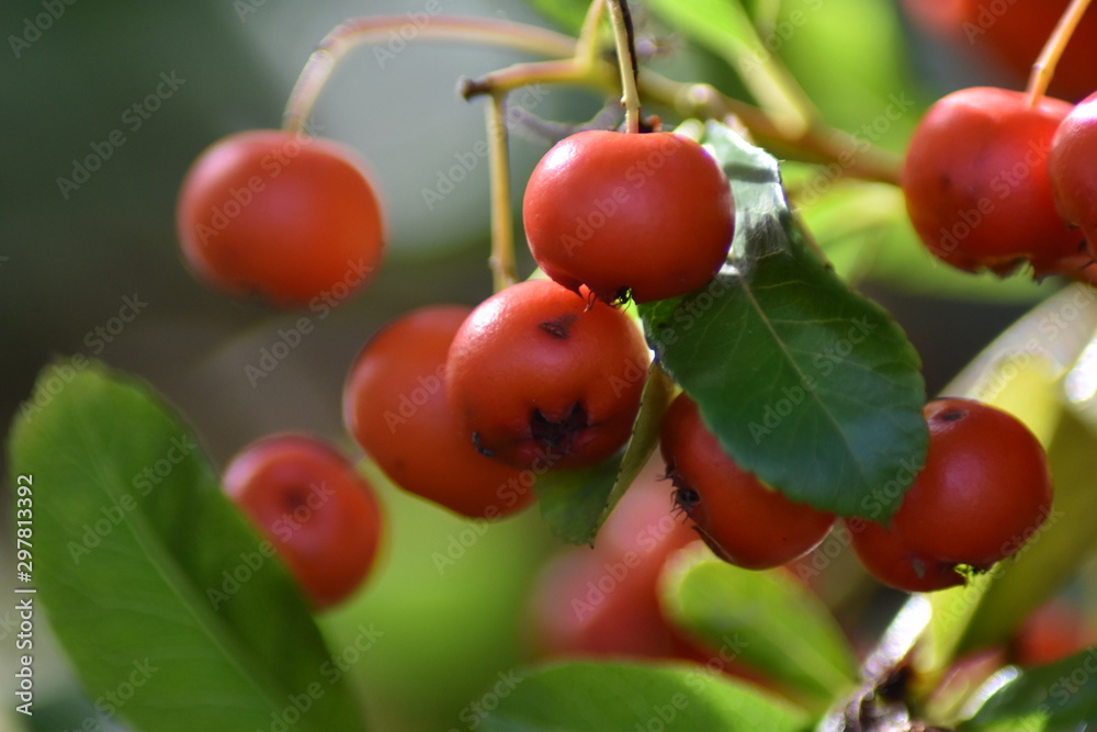 Roter Feuerdorn - Früchte
