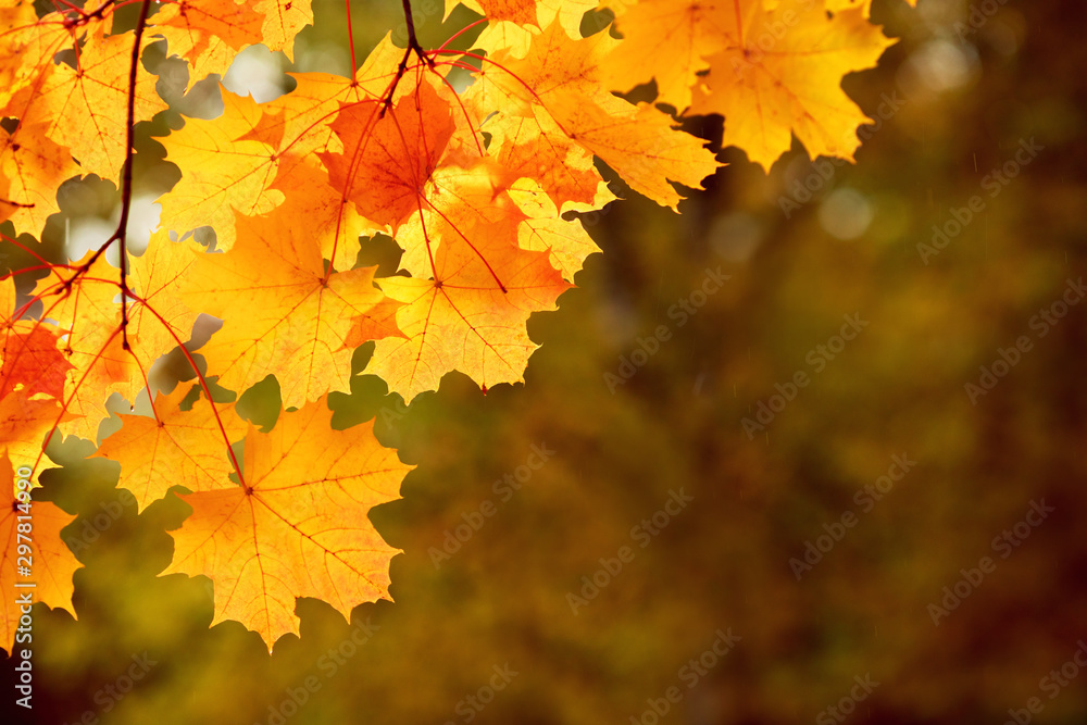 Bright autumn mapple leaves on dark background, beautiful lighting Bright autumn mapple leaves on dark background, beautiful lighting