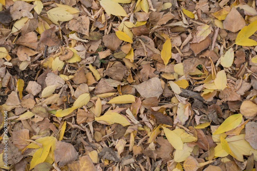 Various fallen leaves on the ground in autumn Various fallen leaves on the ground in autumn