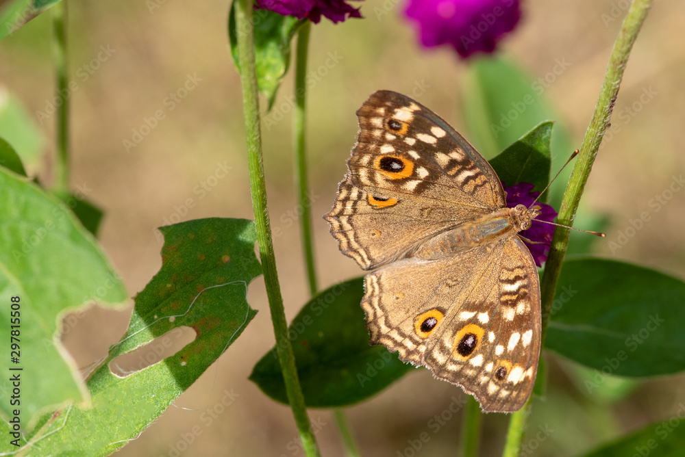 Fototapeta premium Butterfly Brown Beautiful , Eating food in nature, garden flowers.