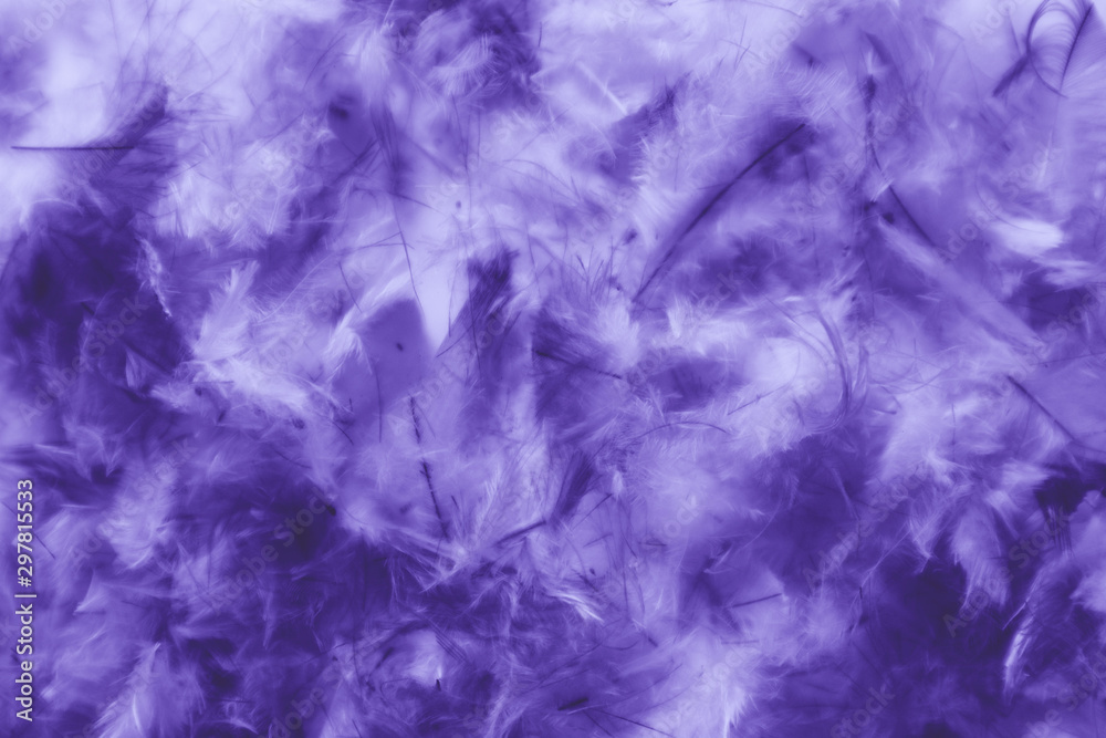 Beautiful abstract pink and purple feathers on darkness background and colorful soft white blue feather texture pattern