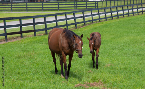 Horse ranch,Florida photo