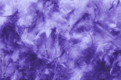 Beautiful abstract pink and purple feathers on darkness background and colorful soft white blue feather texture pattern