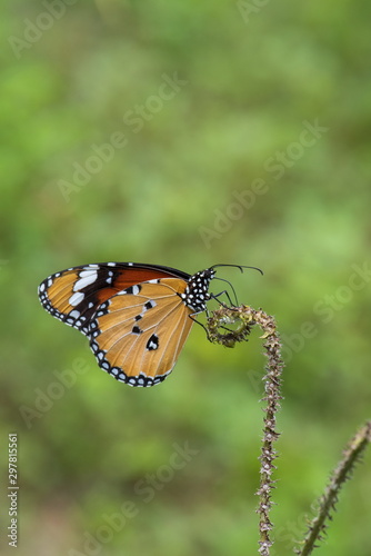 Beautiful orange butterfly  on a flower, nature, garden flowers. © KE.Take a photo