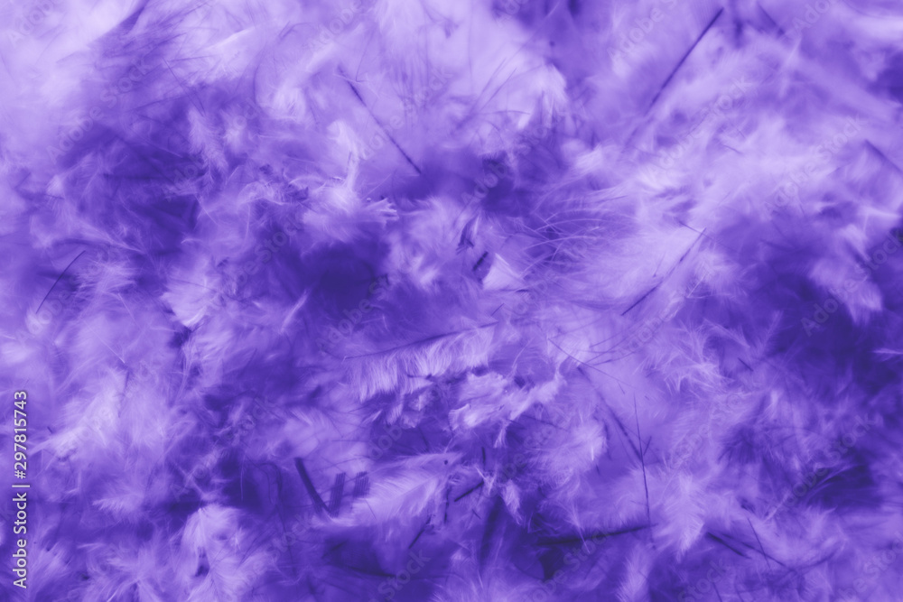 Beautiful abstract pink and purple feathers on darkness background and colorful soft white blue feather texture pattern Beautiful abstract pink and purple feathers on darkness background and colorful soft white blue feather texture pattern