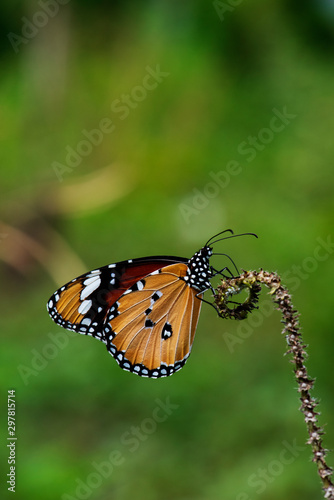 Beautiful orange butterfly on a flower, nature, garden flowers.