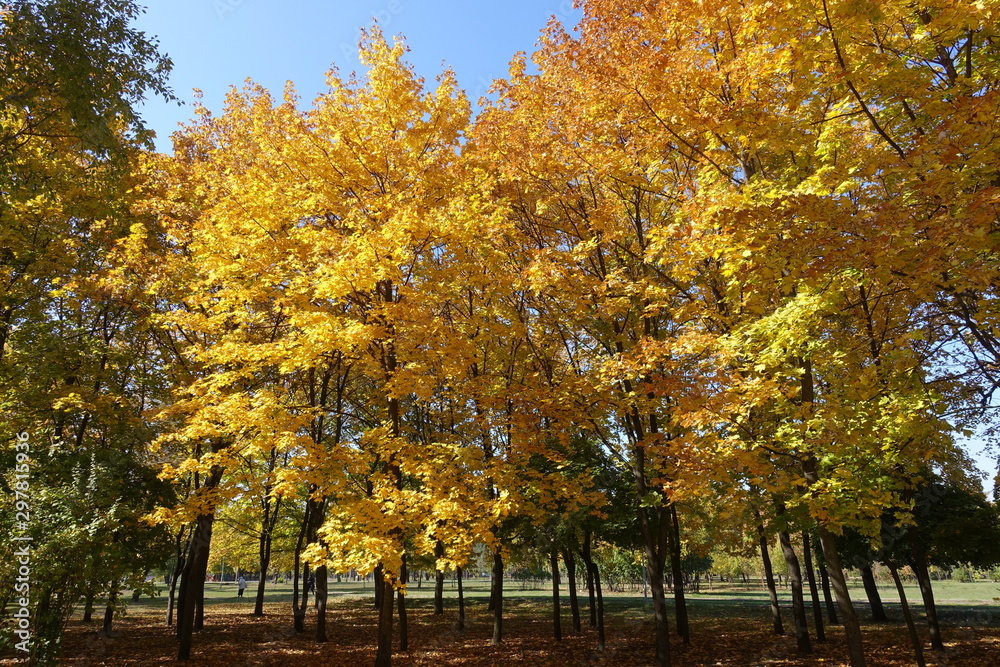 Group of maples with bright yellow autumnal foliage in October