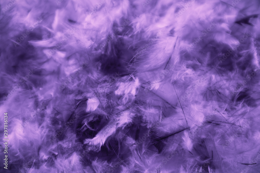 Fototapeta premium Beautiful abstract pink and purple feathers on darkness background and colorful soft white blue feather texture pattern