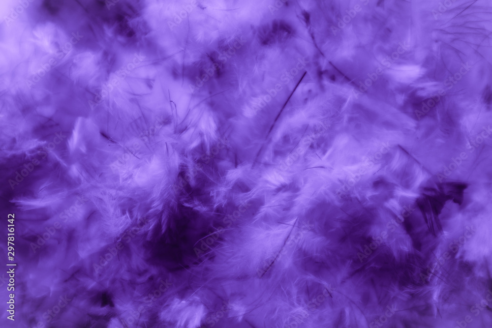 Beautiful abstract pink and purple feathers on darkness background and colorful soft white blue feather texture pattern