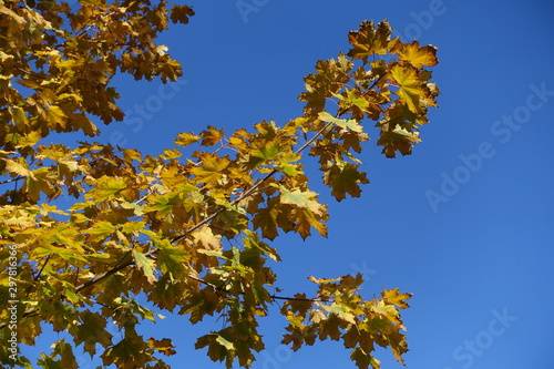 Thin branch of maple with autumnal foliage against blue sky