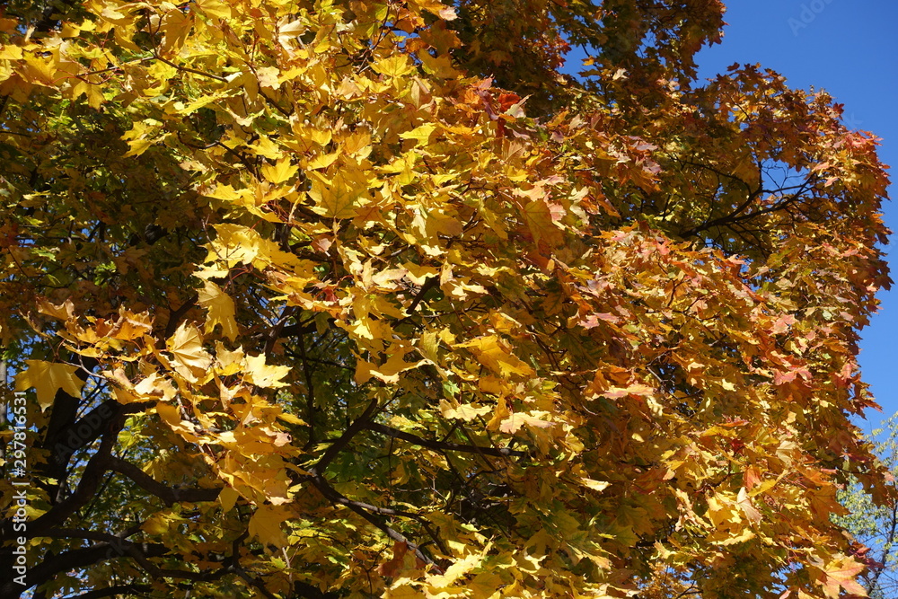 Yellow and orange autumnal leafage of maple against blue sky Yellow and orange autumnal leafage of maple against blue sky