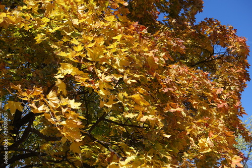 Yellow and orange autumnal leafage of maple against blue sky