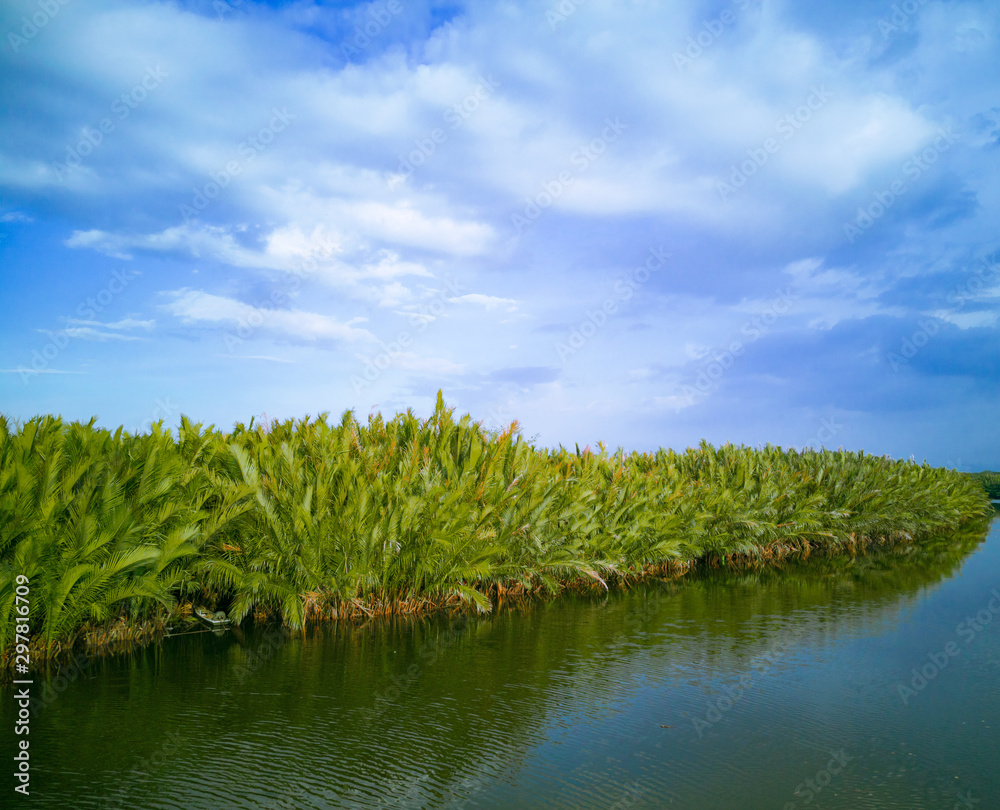 stunning views of the sago palm trees on the banks of a clear and clean river