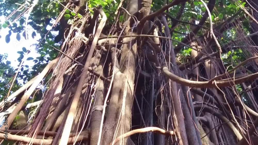The Roots And Leaves Of A Large And Banyan Tree - Slow Motion The Roots And Leaves Of A Large And Banyan Tree - Slow Motion