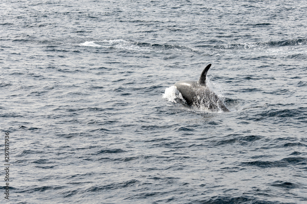 Fototapeta premium back and fin of killer whale surfacing at Andenes, Norway