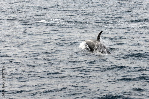 back and fin of killer whale surfacing at Andenes, Norway