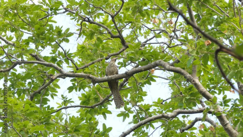 Western Koel bird (Eudynamys scolopacus) on branch in tropical rain forest. Western Koel bird (Eudynamys scolopacus) on branch in tropical rain forest.