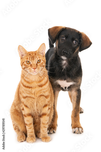 Ginger cat and crossbreed puppy dog, looking at camera. On white.