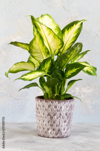 Dieffenbachia camilla. Plant in the pot. Isolated.