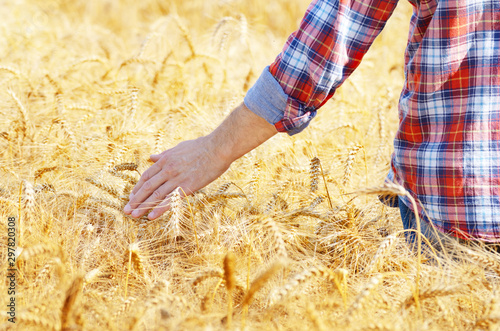 Farmer at cornfield touching wheat spikelets by his hand