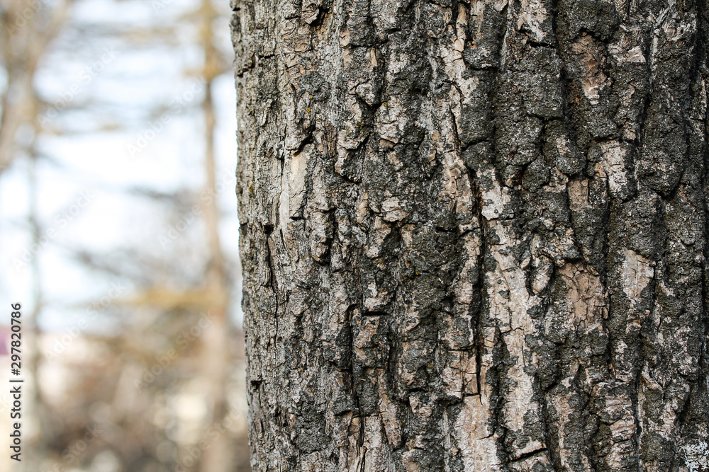 Tree bark closeup and blurred background with copy space for text. Old tree in the park or autumn forest. Natural backdrop macro photography Tree bark closeup and blurred background with copy space for text. Old tree in the park or autumn forest. Natural backdrop macro photography