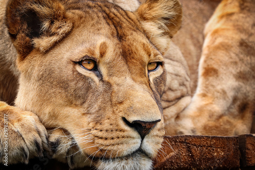 Fototapeta Naklejka Na Ścianę i Meble -  Detail lioness in resting