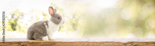 Fotografie, Tablou The rabbit sit on the wood with light bokeh form nature background
